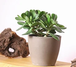 Dehner Geldbaum - Crassula ovata Outlet