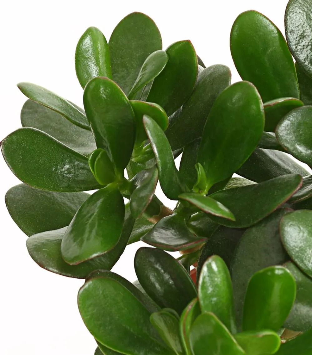Dehner Geldbaum - Crassula ovata Outlet
