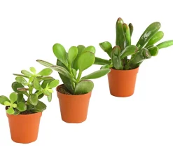 Dehner Sukkulenten > Geldbaum-Set - Crassula, verschiedene Sorten, 3-teilig