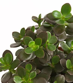 Dehner Sukkulenten - Geldbaum-Set - Crassula, verschiedene Sorten, 3-teilig