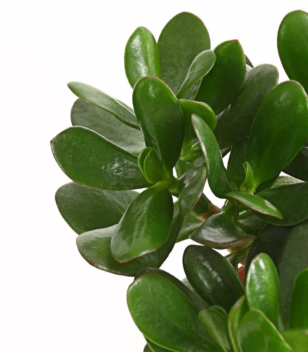 Dehner Sukkulenten - Geldbaum-Set - Crassula, verschiedene Sorten, 3-teilig