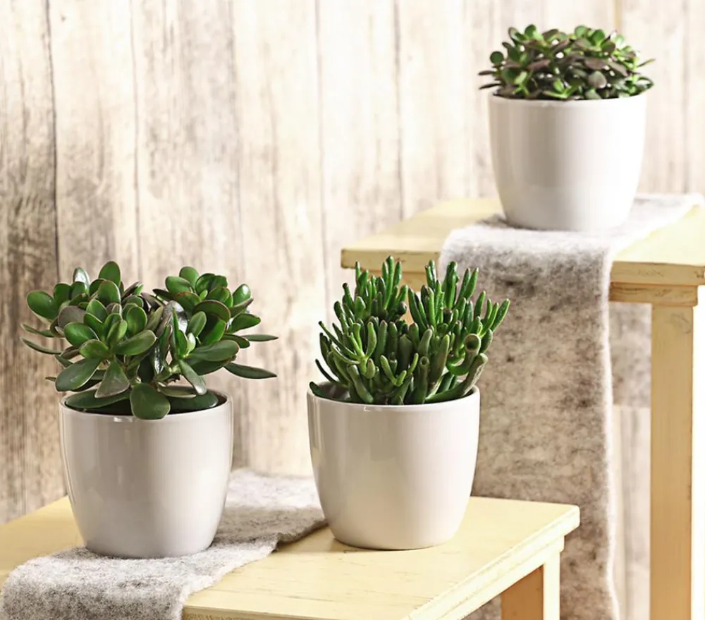 Dehner Sukkulenten - Geldbaum-Set - Crassula, verschiedene Sorten, 3-teilig