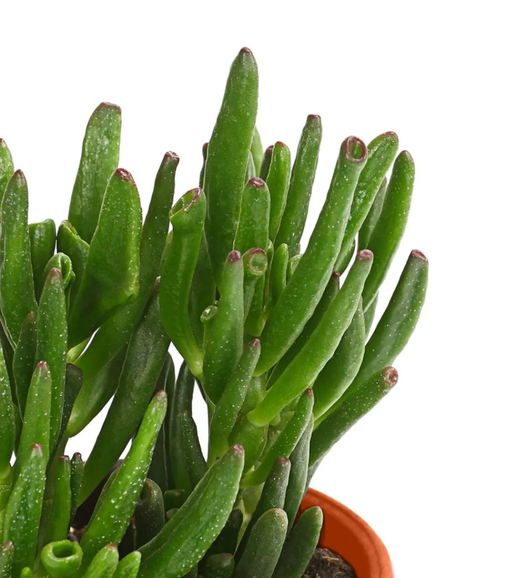Dehner Sukkulenten - Geldbaum-Set - Crassula, verschiedene Sorten, 3-teilig