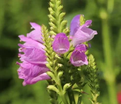 Dehner Sommerstauden - Gelenkblume - Etagenerika