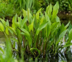 Dehner Aqua Teichpflanzen|Teichpflanzen - Gemeiner Froschlöffel