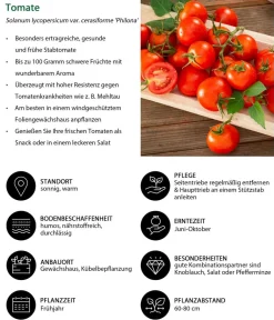 Dehner Auberginen- & Tomatenpflanzen|Gemüse-Sets > Gemüse-Set Bzeit, 6-teilig