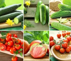 Dehner Auberginen- & Tomatenpflanzen|Gemüse-Sets > Gemüse-Set Bzeit, 6-teilig