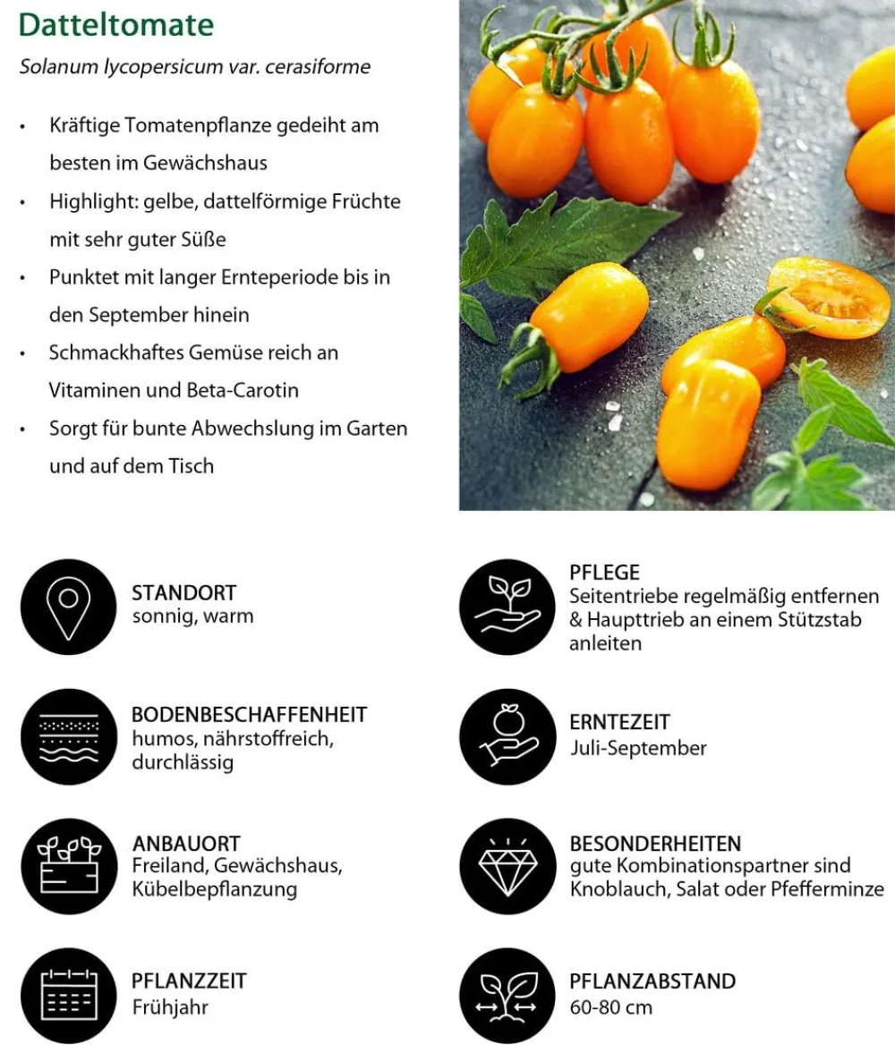 Dehner Gemüse-Sets - Gemüse-Set Buntes Snackgemüse, 6-teilig