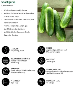 Dehner Gemüse-Sets - Gemüse-Set Buntes Snackgemüse, 6-teilig