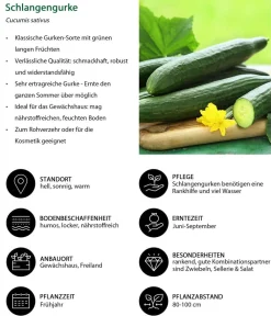 Dehner Gemüse-Sets|Gartengemüse > Gemüse-Set Grillparty, 6-teilig