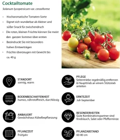 Dehner Gemüse-Sets|Gartengemüse > Gemüse-Set Grillparty, 6-teilig