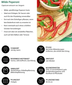 Dehner Gemüse-Set Großer Gemüsegarten, 6-teilig Discount