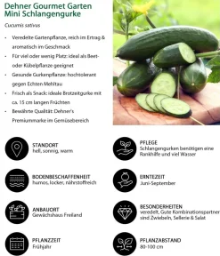 Dehner Gemüse-Sets|Zucchini- & Gurkenpflanzen - Gemüse-Set Gurkensalat, 3-teilig Grün