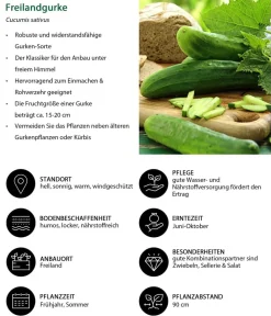 Dehner Gemüse-Sets|Zucchini- & Gurkenpflanzen - Gemüse-Set Gurkensalat, 3-teilig Grün