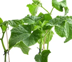 Dehner Gemüse-Sets|Zucchini- & Gurkenpflanzen - Gemüse-Set Gurkensalat, 3-teilig Grün