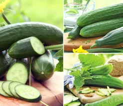 Dehner Gemüse-Sets|Zucchini- & Gurkenpflanzen - Gemüse-Set Gurkensalat, 3-teilig Grün