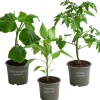 Dehner Gemüse-Set Kleiner Gemüsegarten, 3-teilig Sale