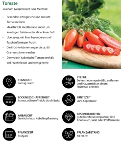 Dehner Auberginen- & Tomatenpflanzen|Gemüse-Sets - Gemüse-Set Tomatengenuss, 6-teilig Rot