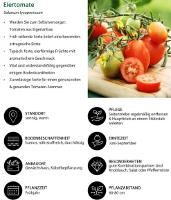 Dehner Auberginen- & Tomatenpflanzen|Gemüse-Sets > Gemüse-Set Tomatensalat, 3-teilig