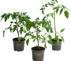 Dehner Auberginen- & Tomatenpflanzen|Gemüse-Sets > Gemüse-Set Tomatensalat, 3-teilig