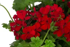 Dehner Pflanzenampeln|Hängende Sommerblüher > Geranie 'Caliente', Ampel
