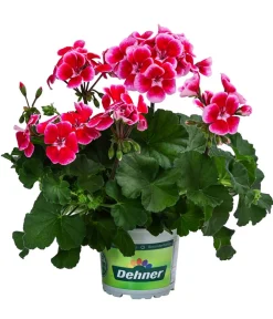 Dehner Geranien|Sommerblumen > Geranie 'Smokey Ylenia'