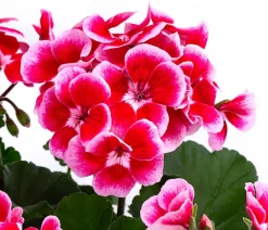 Dehner Geranien|Sommerblumen > Geranie 'Smokey Ylenia'