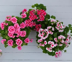 Dehner Geranien|Sommerblumen > Geranie 'Smokey Ylenia'