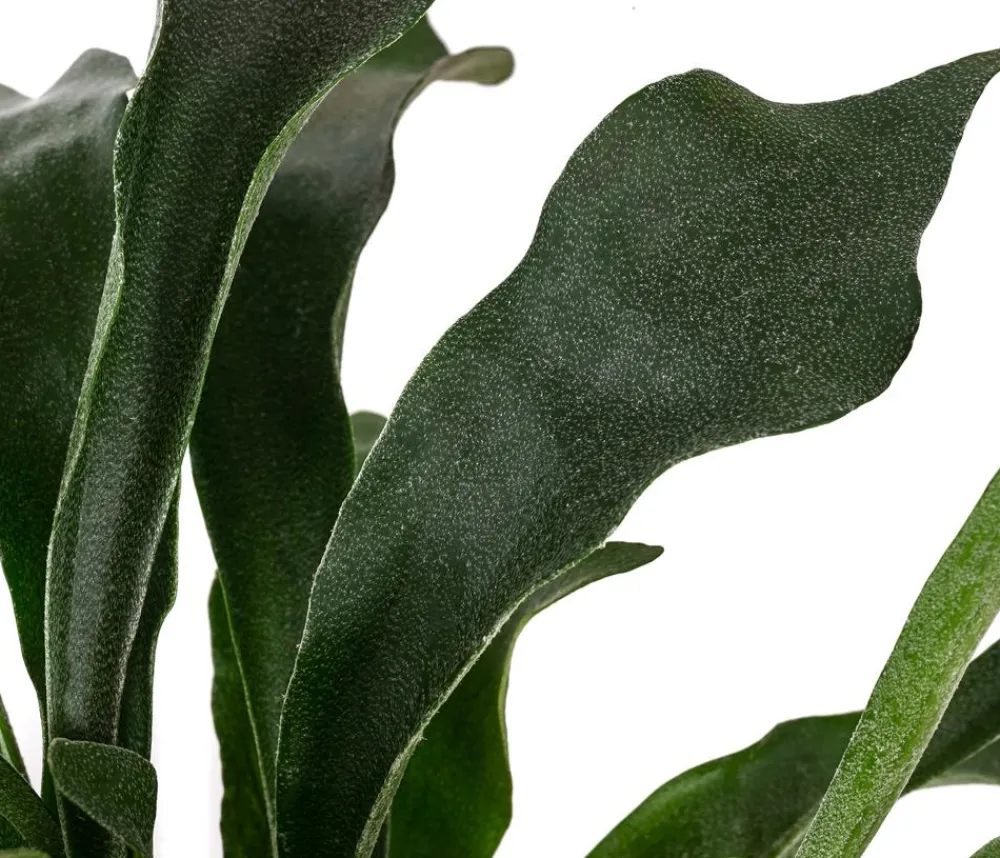 Dehner Hängepflanzen|Grünpflanzen > Geweihfarn - Platycerium bifurcatum