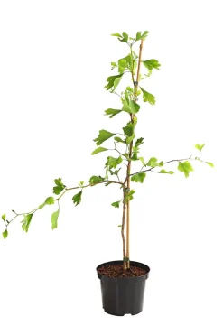 Dehner Ginkgobaum - Fächerblattbaum Hot