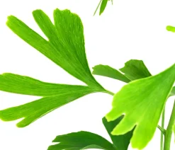 Dehner Laubgehölze|Koniferen - Ginkgobaum - Fächerblattbaum