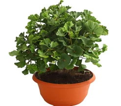 Dehner Laubgehölze > Ginkgobaum - Fächerblattbaum 'Marijke'