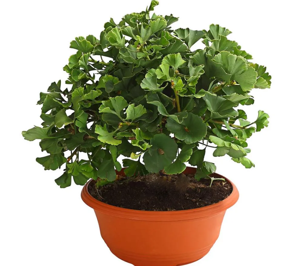 Dehner Laubgehölze > Ginkgobaum - Fächerblattbaum 'Marijke'