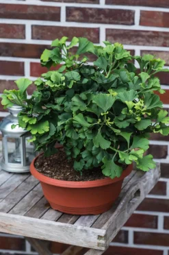 Dehner Laubgehölze > Ginkgobaum - Fächerblattbaum 'Marijke'