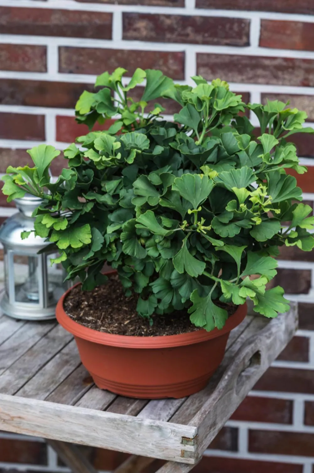 Dehner Laubgehölze > Ginkgobaum - Fächerblattbaum 'Marijke'