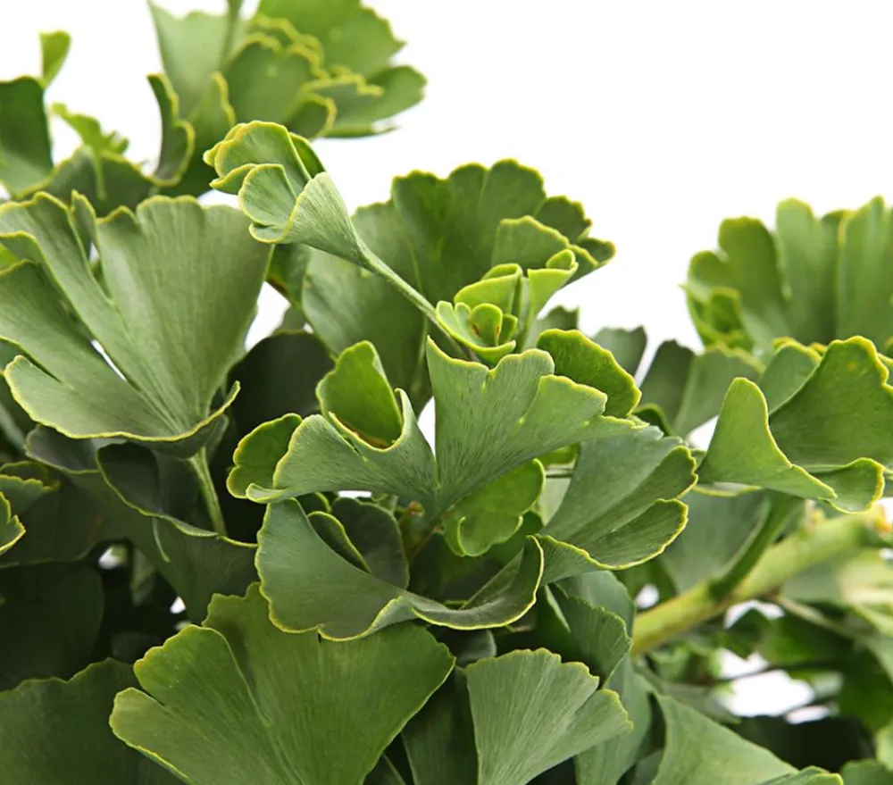 Dehner Laubgehölze > Ginkgobaum - Fächerblattbaum 'Marijke'