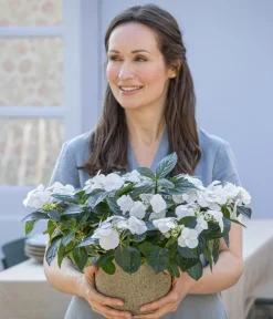 Dehner Girlanden-Hortensie - Hydrangea macrophylla 'Runaway Bride®' Weiß Sale