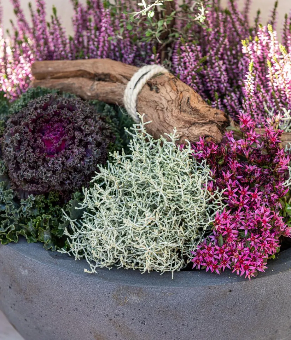 Dehner Grabschmuck & Grabgestaltung > Gitterkraut