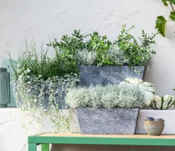 Dehner Grabschmuck & Grabgestaltung > Gitterkraut