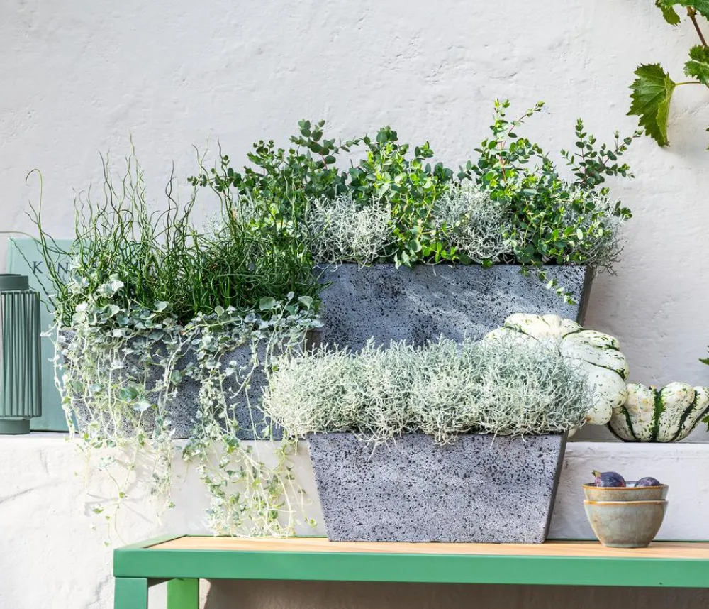 Dehner Grabschmuck & Grabgestaltung > Gitterkraut