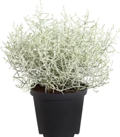 Dehner Grabschmuck & Grabgestaltung > Gitterkraut