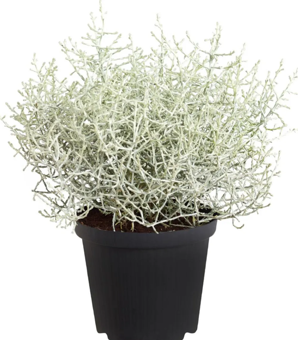 Dehner Grabschmuck & Grabgestaltung > Gitterkraut