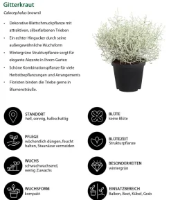 Dehner Grabschmuck & Grabgestaltung > Gitterkraut