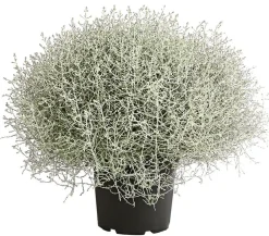 Dehner Gitterkraut New