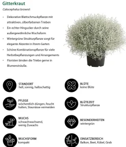 Dehner Gitterkraut New
