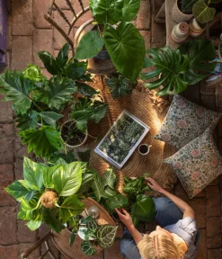 Dehner Glanzkölbchen - Aphelandra squarrosa Outlet