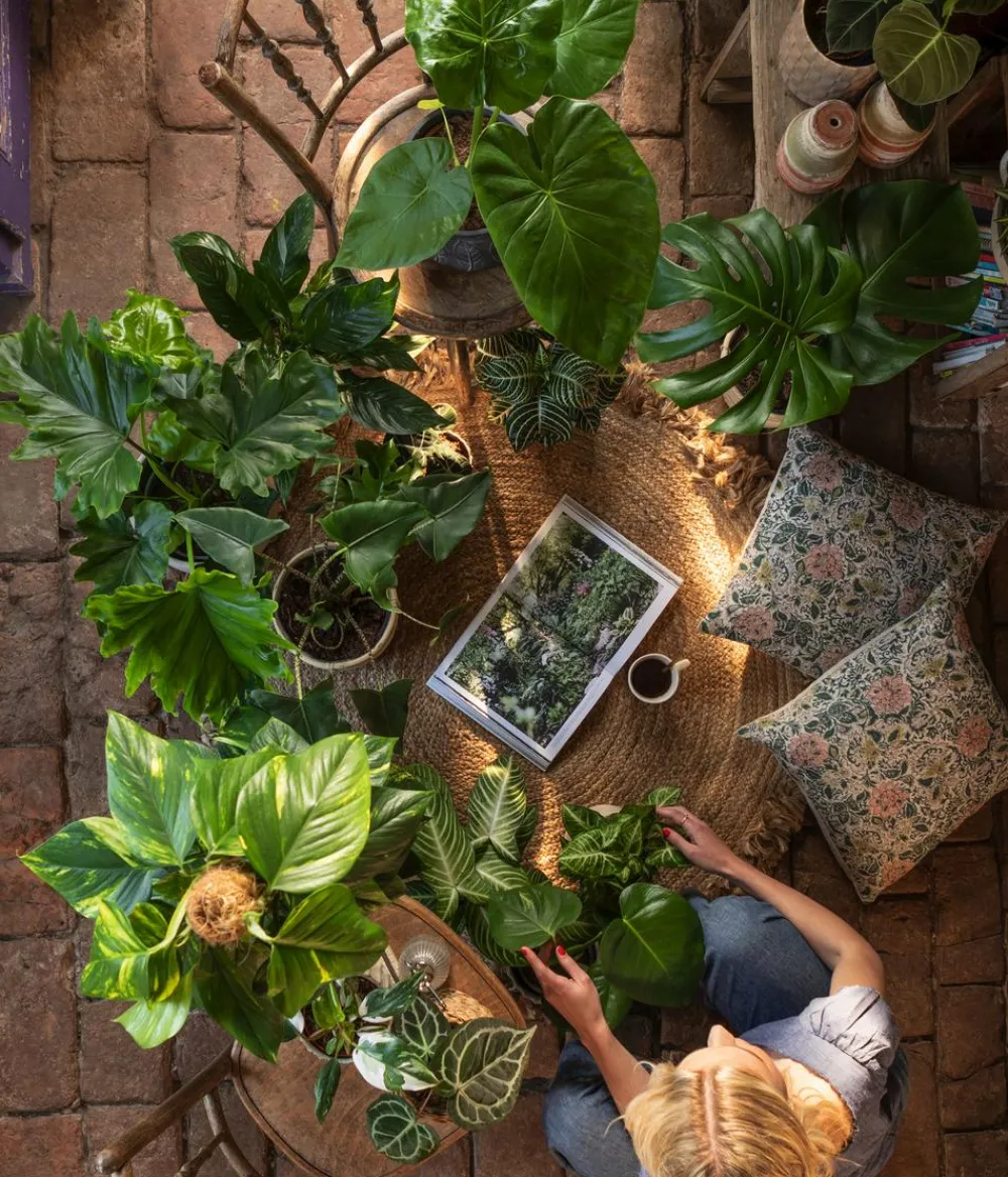 Dehner Glanzkölbchen - Aphelandra squarrosa Outlet
