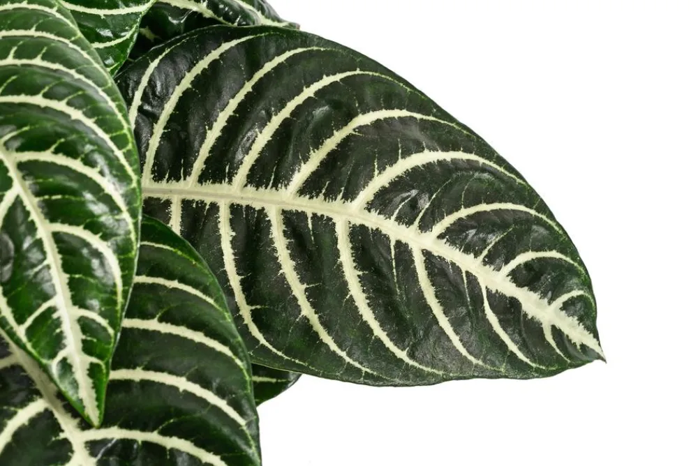 Dehner Glanzkölbchen - Aphelandra squarrosa Outlet
