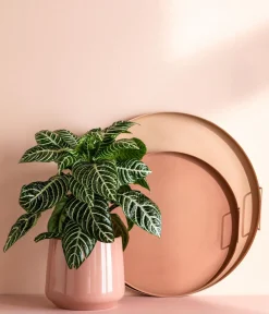 Dehner Glanzkölbchen - Aphelandra squarrosa Outlet