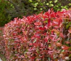 Dehner Glanzmispel 'Carré Rouge' Hot